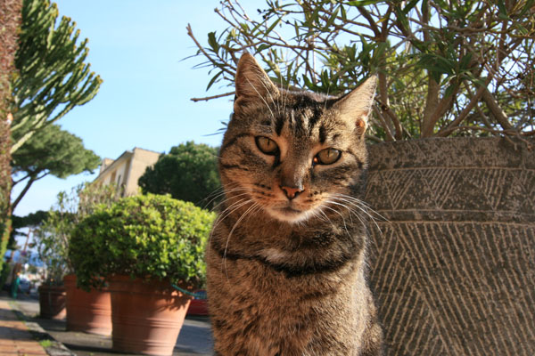 イタリアの猫