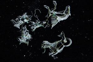 秋の星座の解説