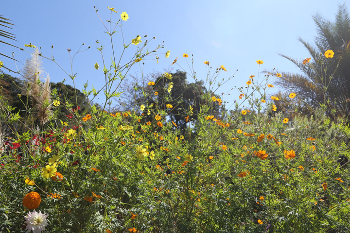 光の庭の花1