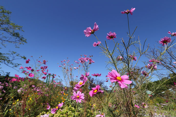 花の庭の花2