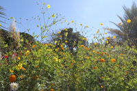 光の庭の花