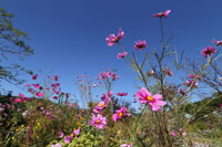 花の庭の花