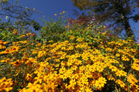 花の庭の黄色い花
