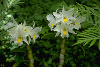 Yanbaru Flower